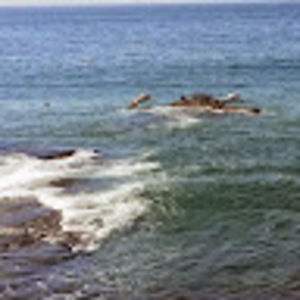 Meet your Posher, George